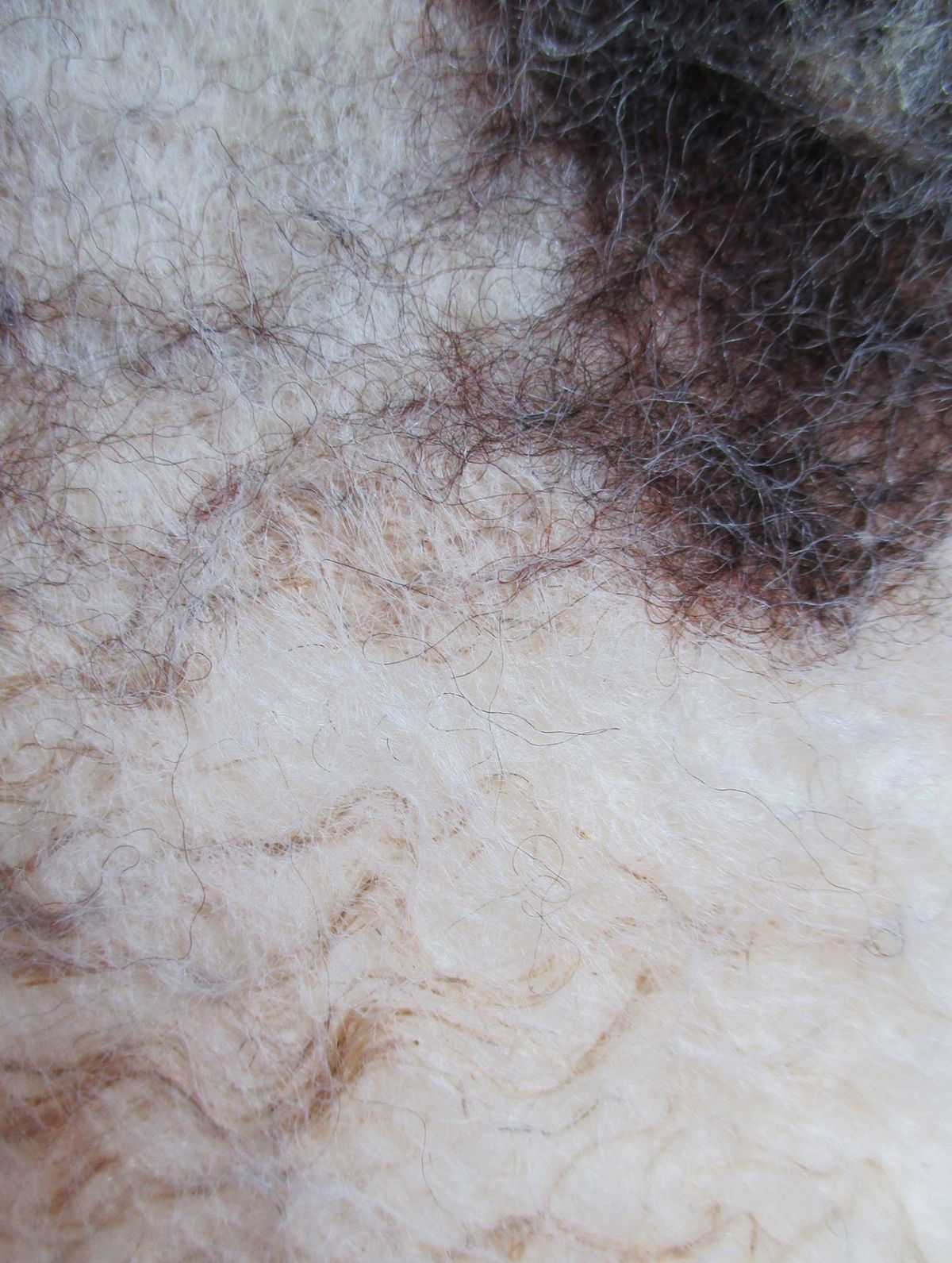 7 - Close up showing the combination of natural white and black wools with flax
