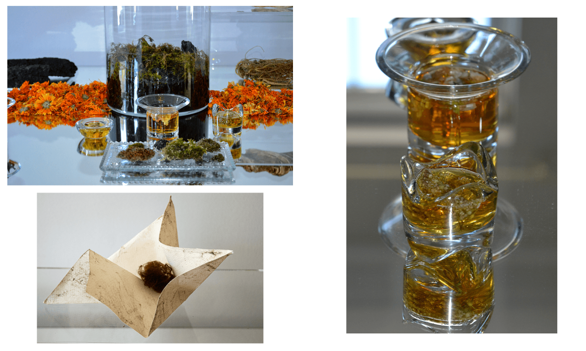 8. *Future Texts*: Wilding Bog Vocabulary: Calendula, Mullein, Marshmallow, Yarrow, Anti-inflammatory?