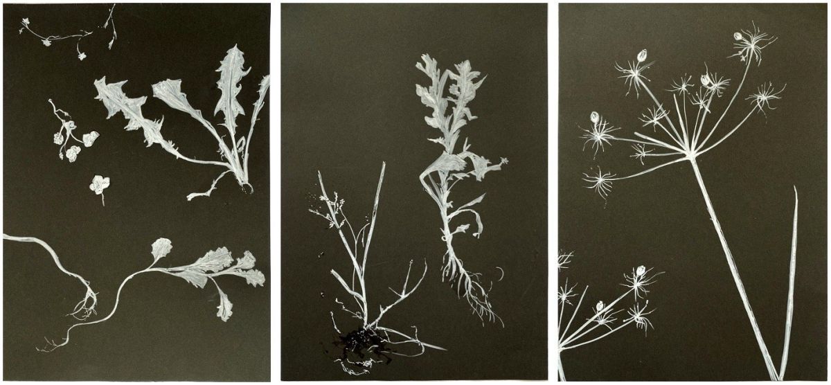 Weeds, triptych, ink on card (A4)