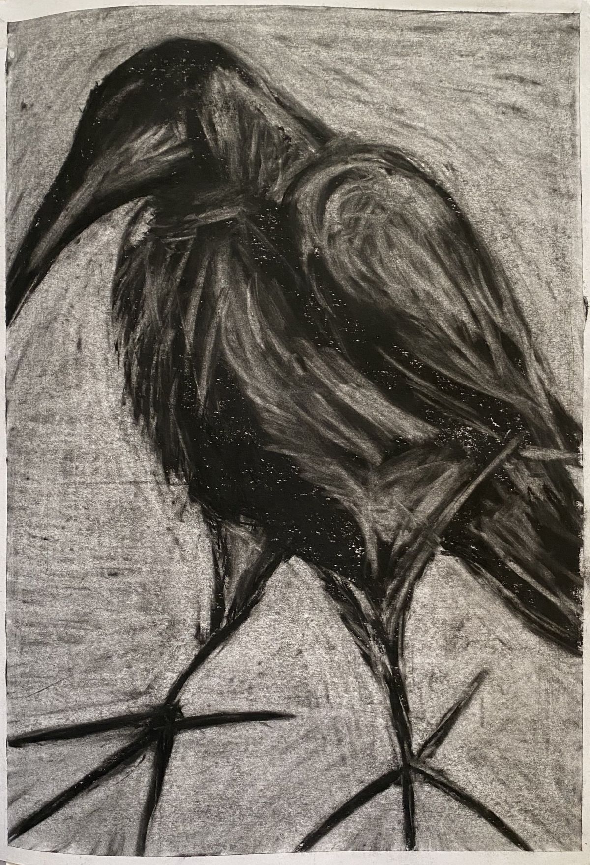Crow, charcoal (A3)