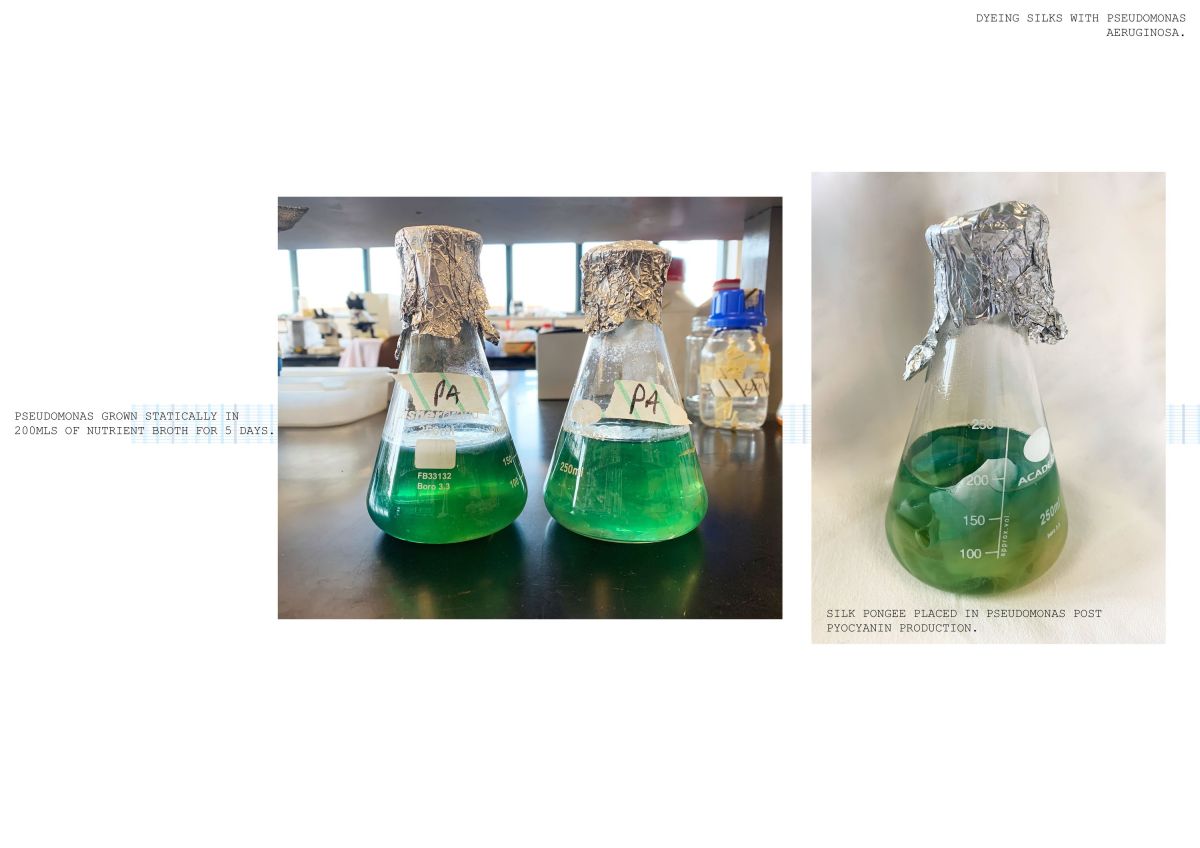 8- Bacterial dyes in lab.