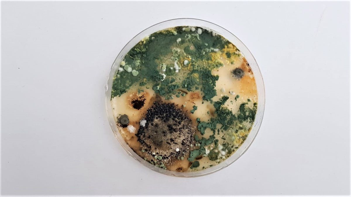 6- Petri dish containing fungi and bacteria.