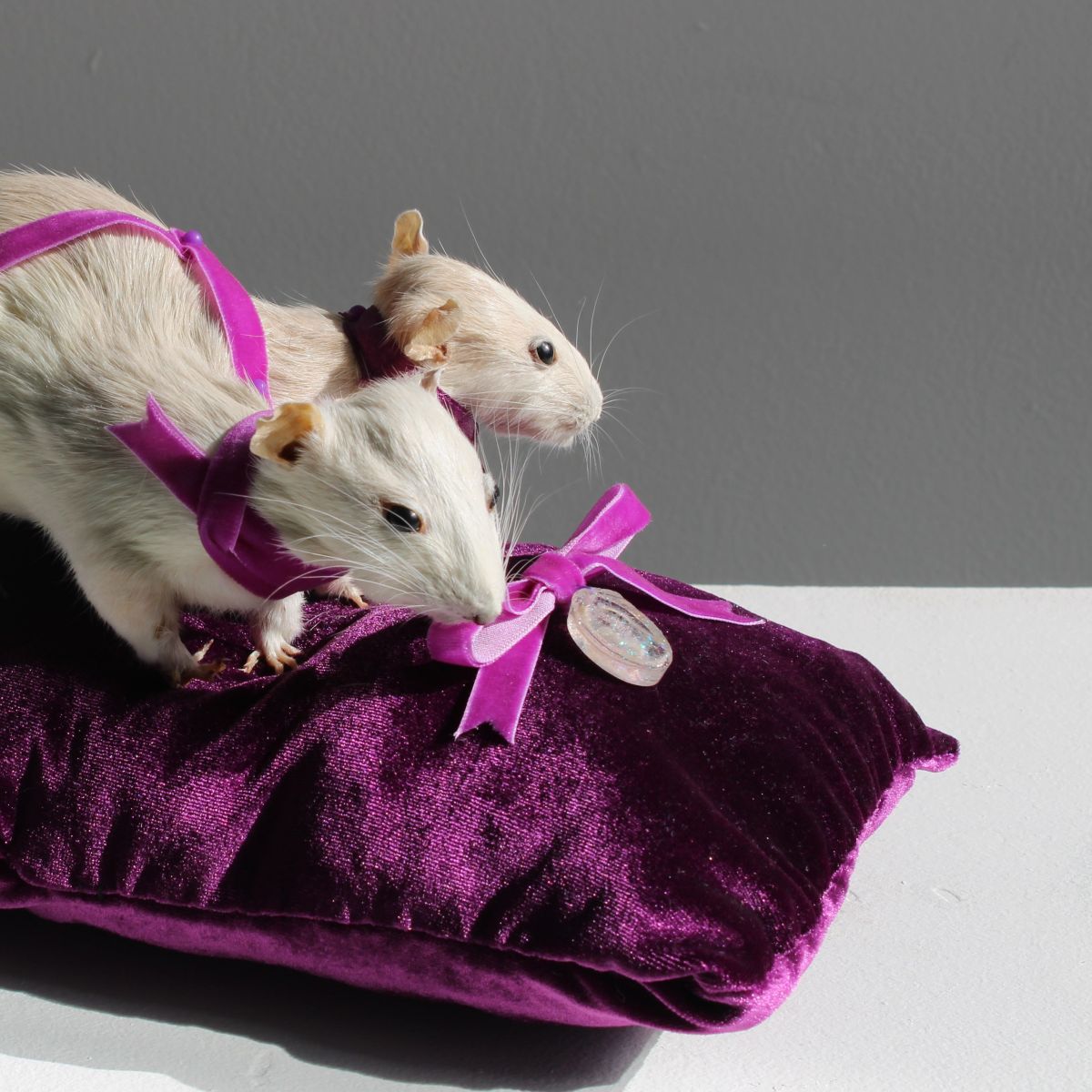 Two Headed Rat Taxidermy