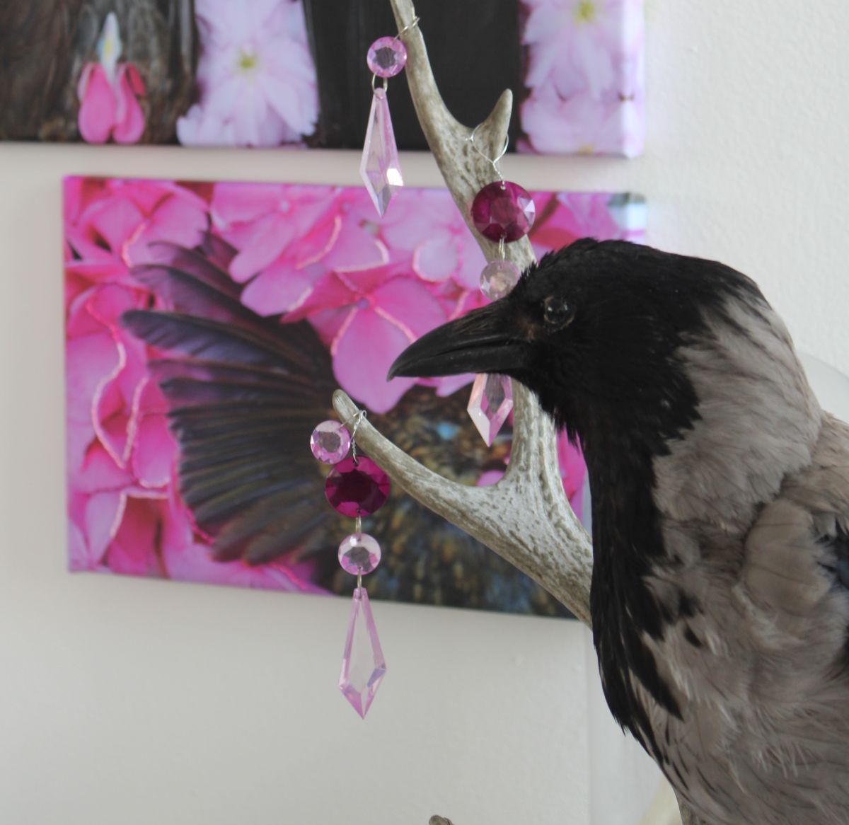 Taxidermy Hooded Crow on Deer Skull