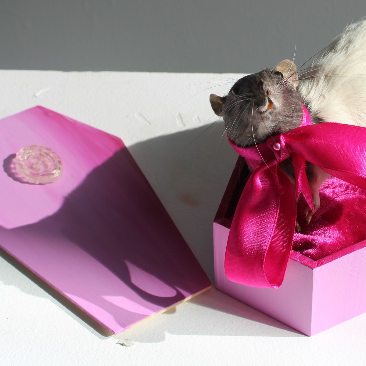Bertha (Taxidermy Rat) in Pink Coffin