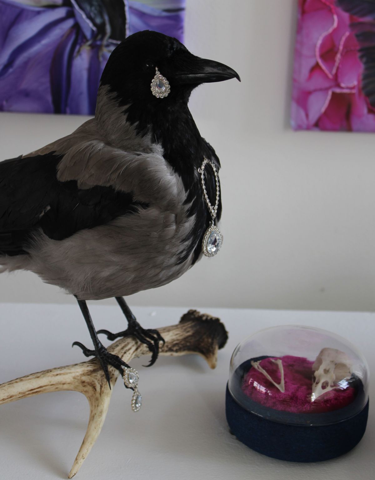 Wanda (Taxidermy Hooded Crow)
