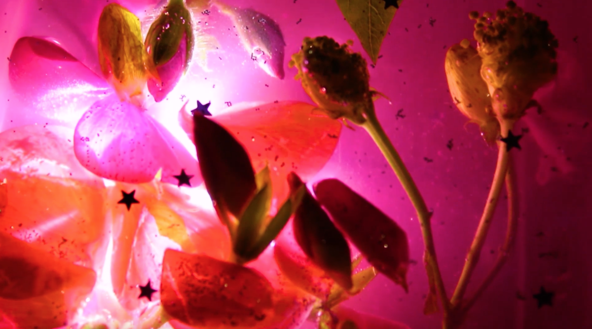 4- Video Screenshot, Floating Flowers