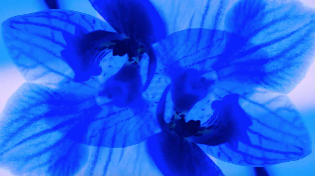 2- Video Screenshot,Blue Flower