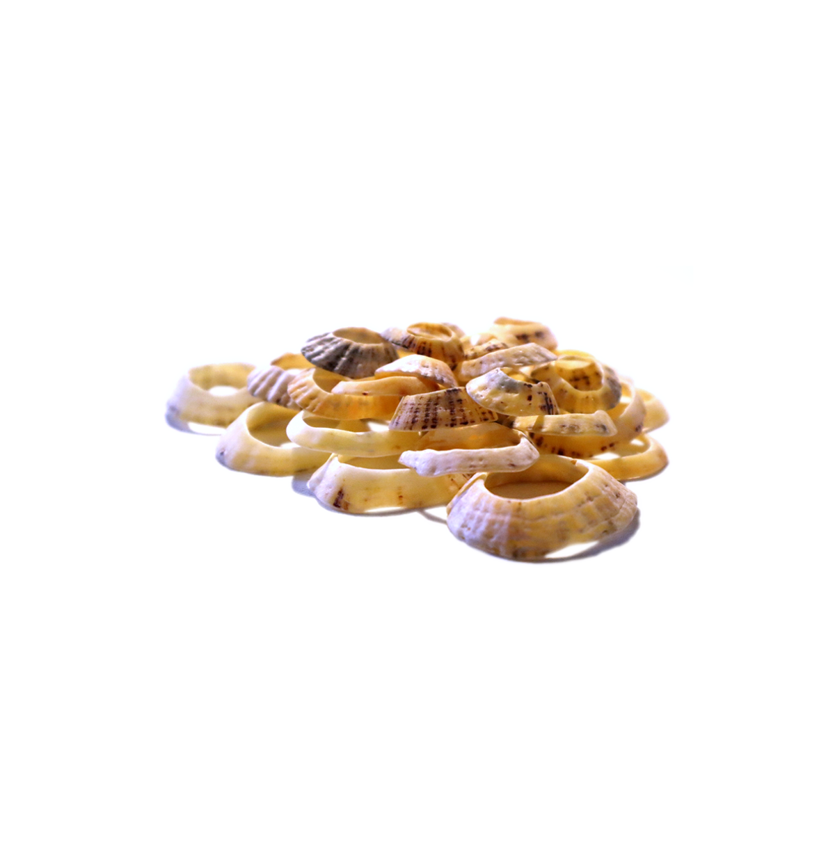 9 – Rim, Worn shells, 16 x 14 x 3 cm