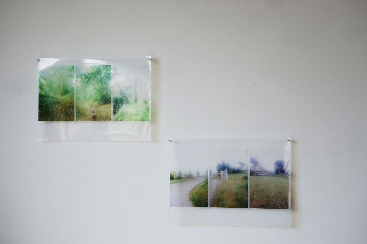Photo Sequence (Forest Photos)