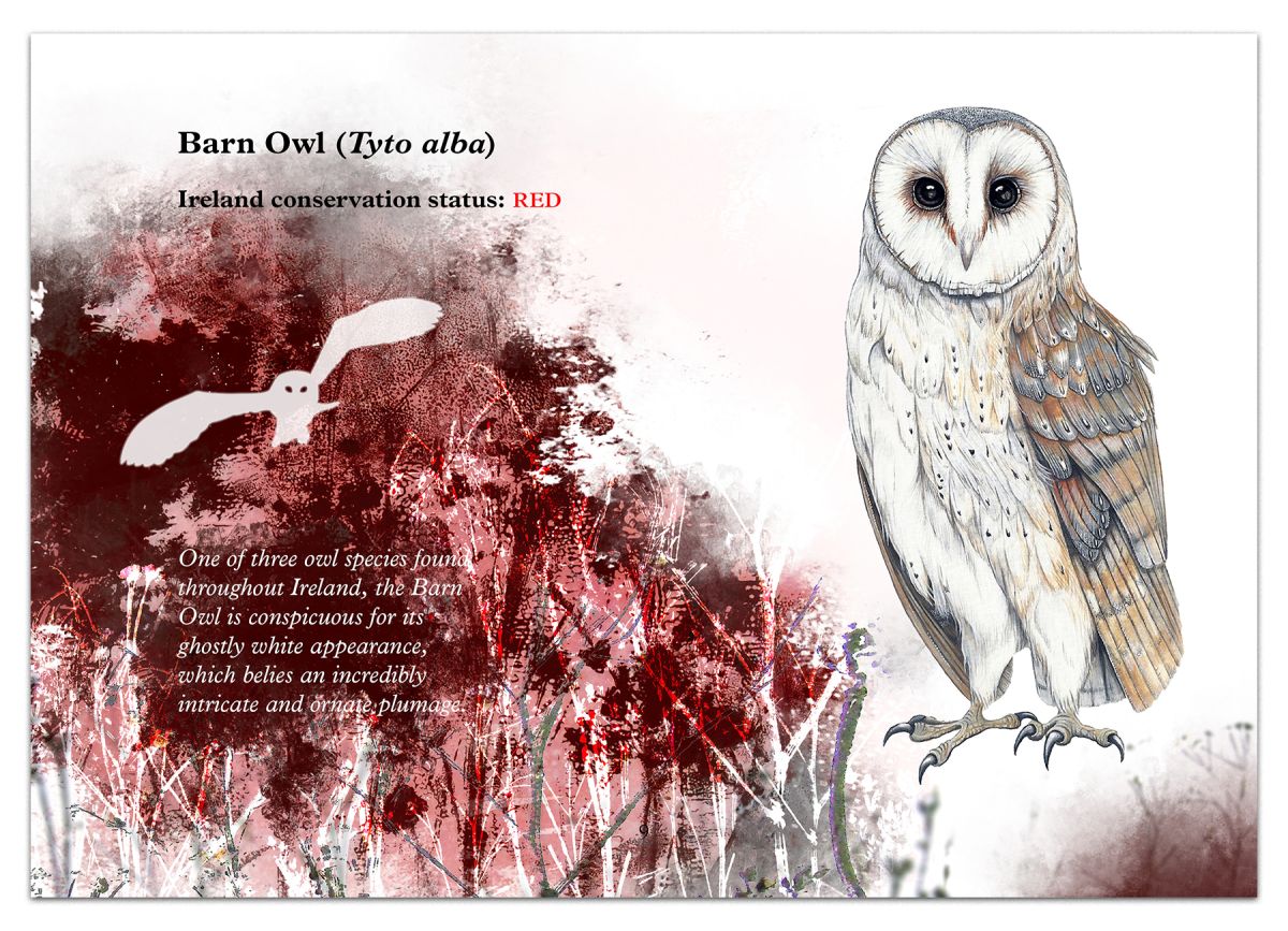 Page 8 featuring the Barn Owl