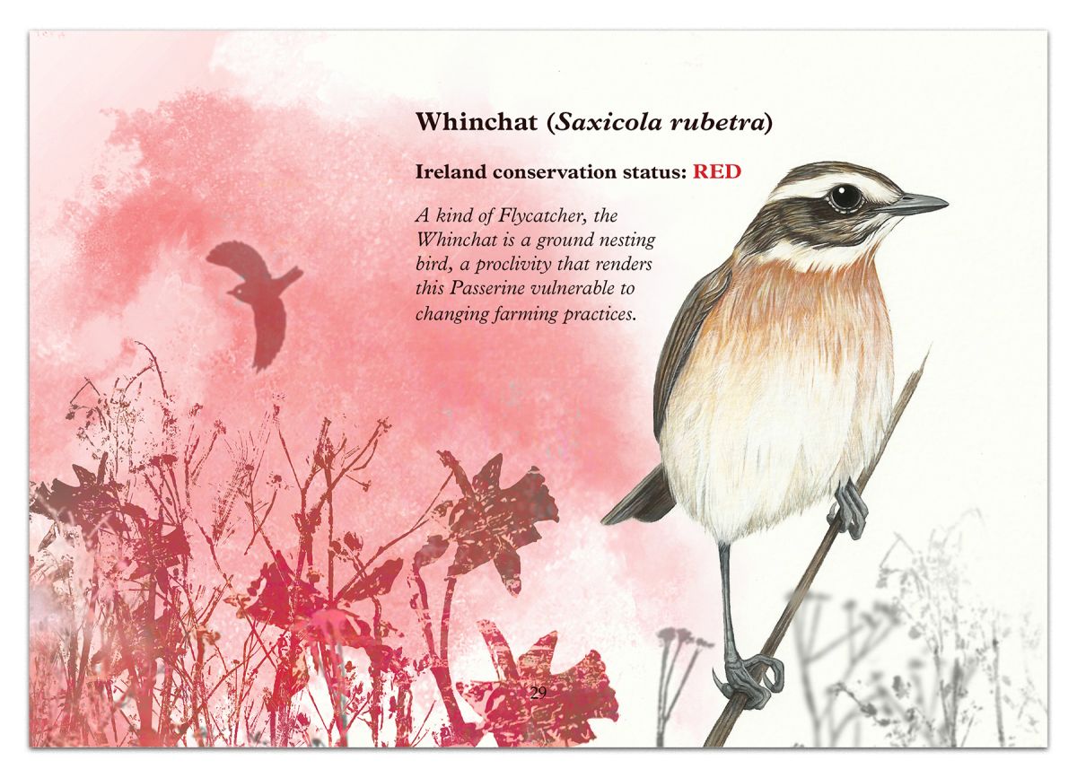 Page 29 featuring the Whinchat