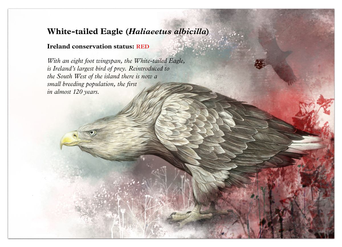 Page 30 featuring the White-tailed Eagle