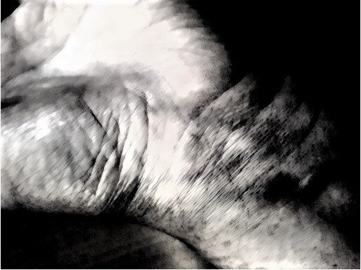 skin, Photograph, Black Ink Overlay