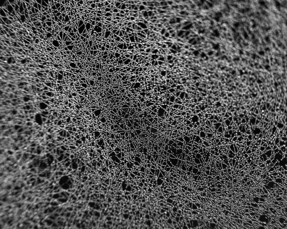 5. Microcosmic detail of water beads on cobweb