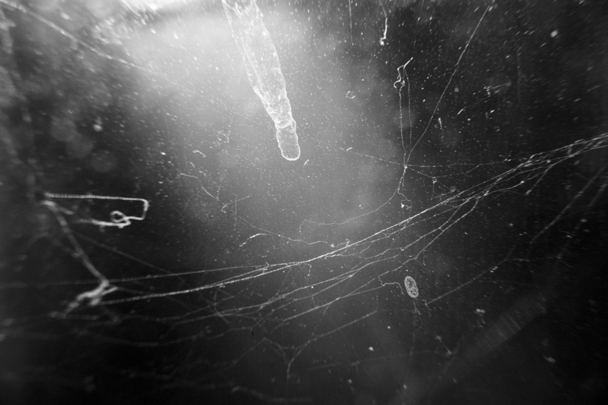 2. Microcosmic detail of cobwebs on the window