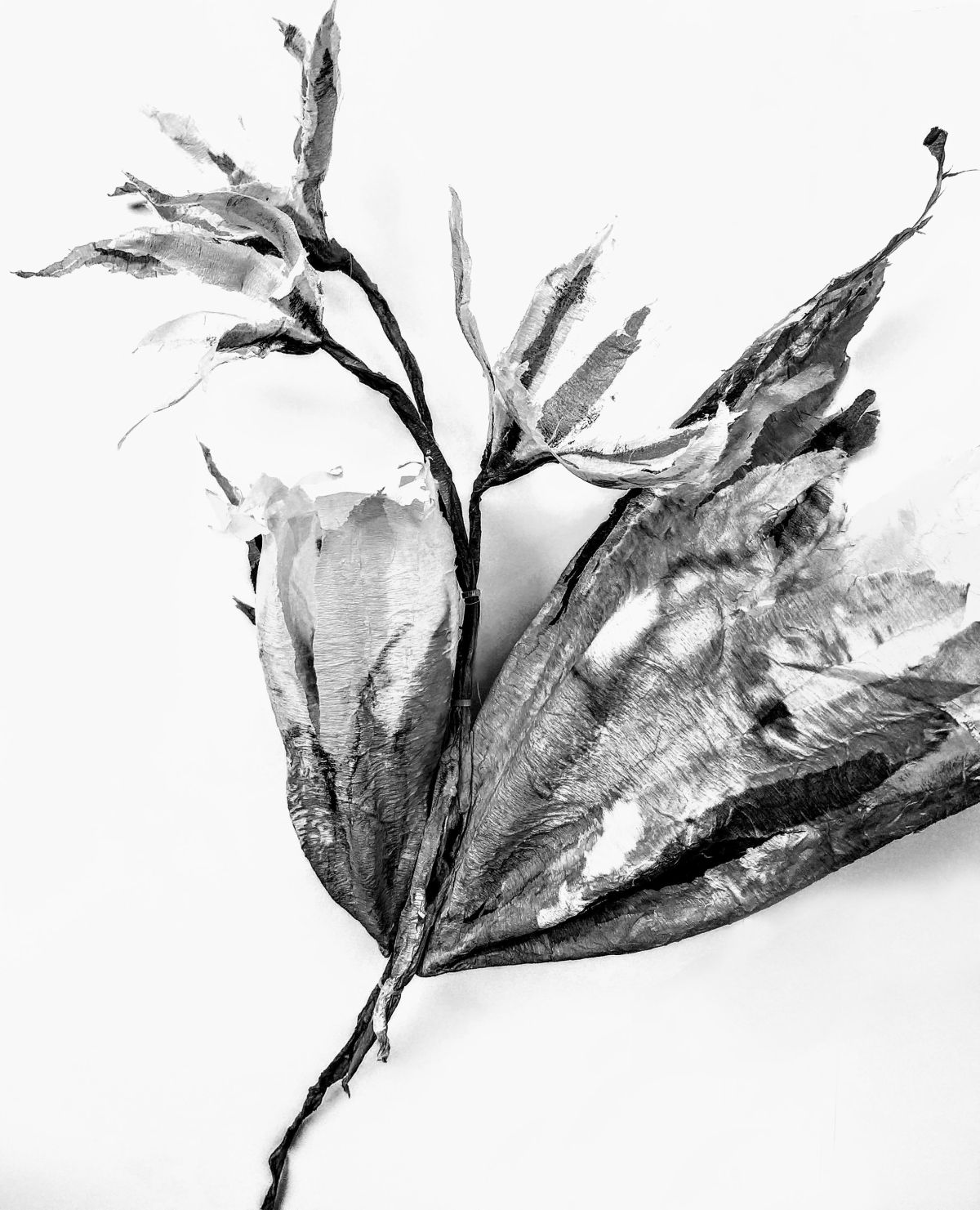 8. Black and white image - Cróch an Fhómhair